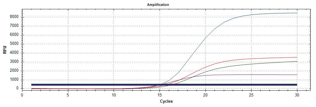 HPV-amplification