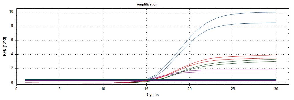 HPV-Q-amplification