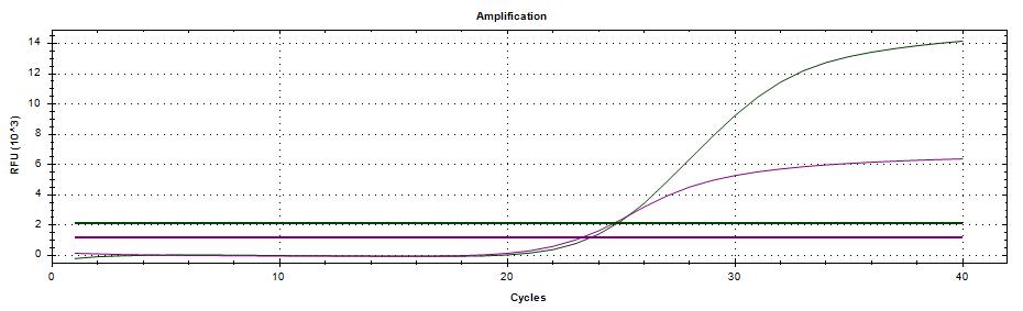 Syphilis_Amplification