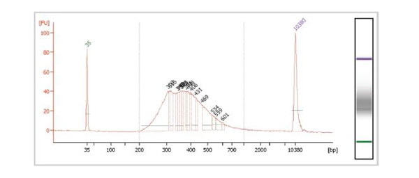 TB-Q Real Time PCR Kit