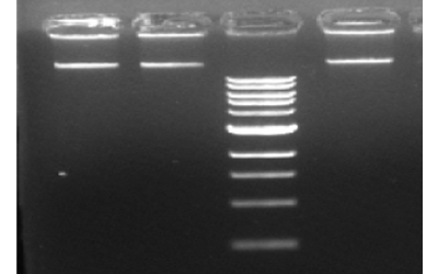 Bacterial RNA Extraction Kit