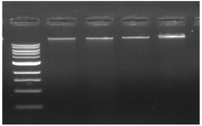 Blood DNA Extraction Kits