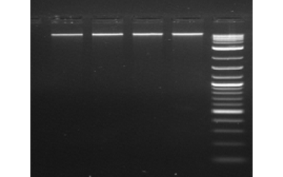 Bacterial DNA Extraction kit