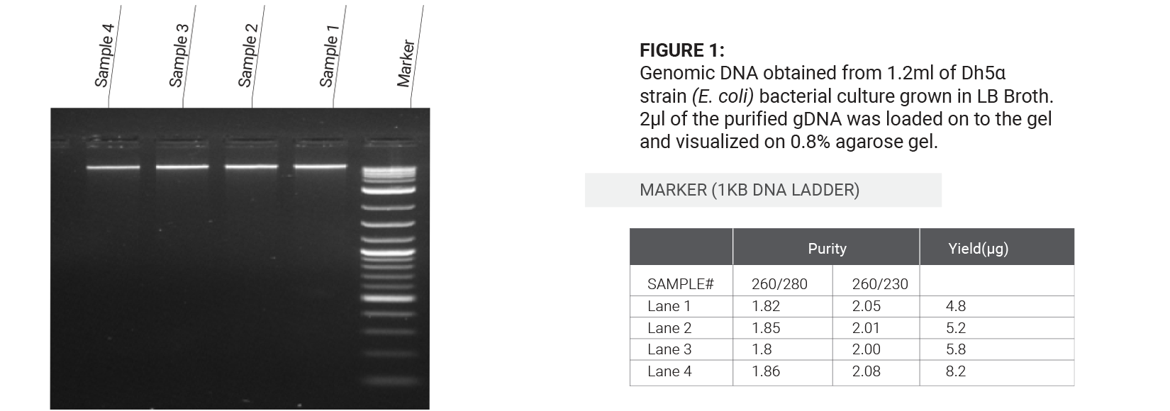 Bacterial DNA Extraction kit