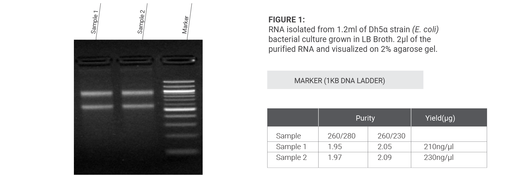 Bacterial RNA Extraction kit