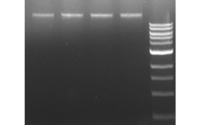 DNA Extraction Kits