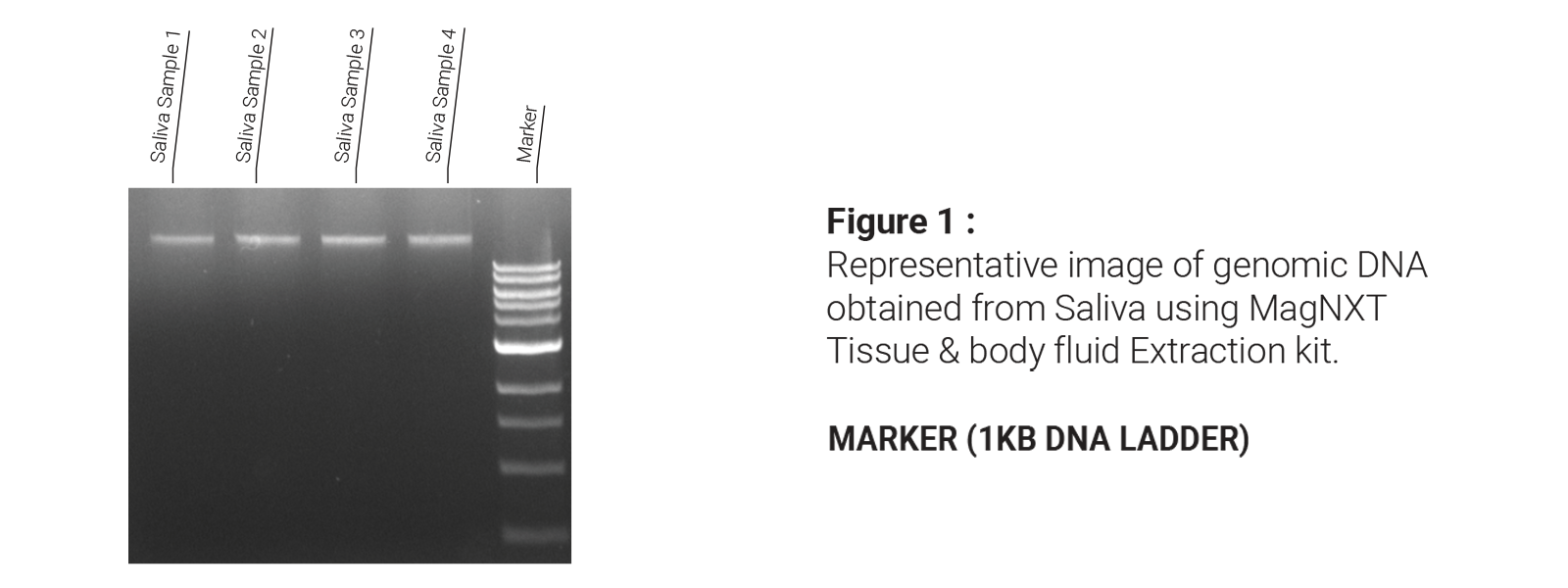 Tissue & Body Fluid DNA Extraction Kit