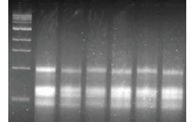 Plant RNA Extraction Kit