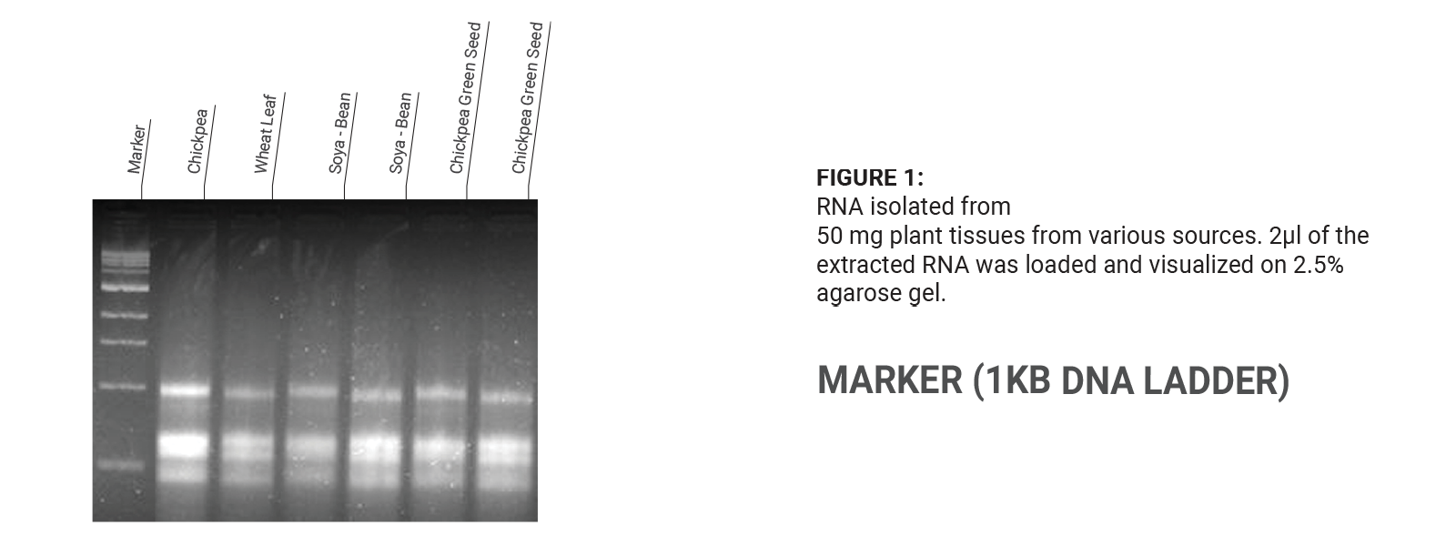 Plant RNA Extraction Kit