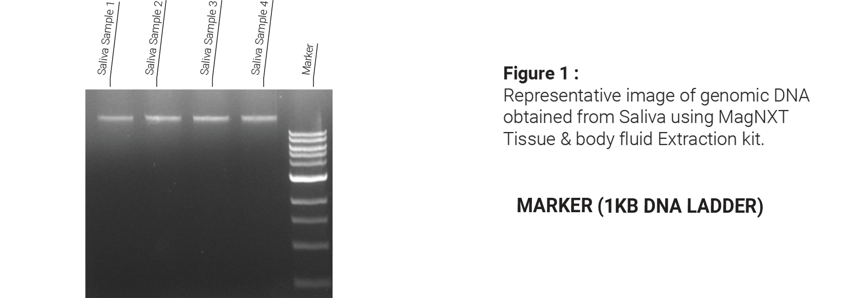 Tissue & Body Fluid DNA Extraction Kit