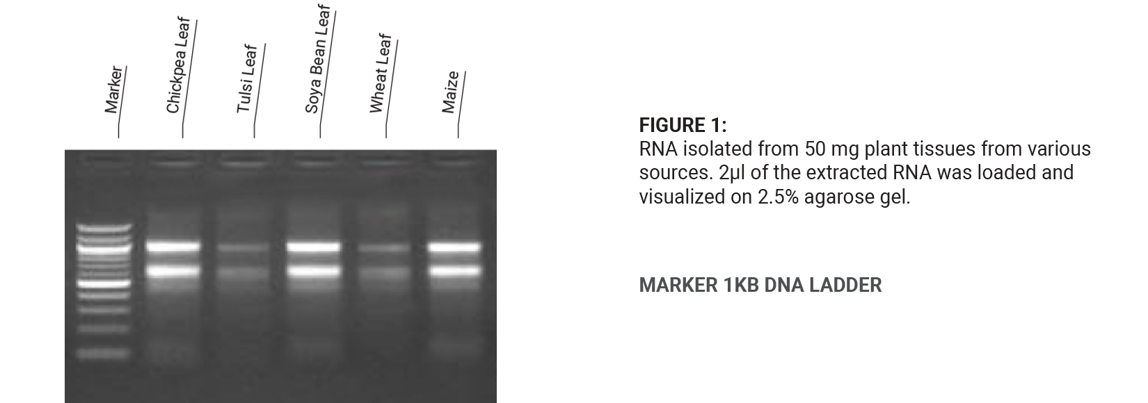 Plant RNA Extraction Kit