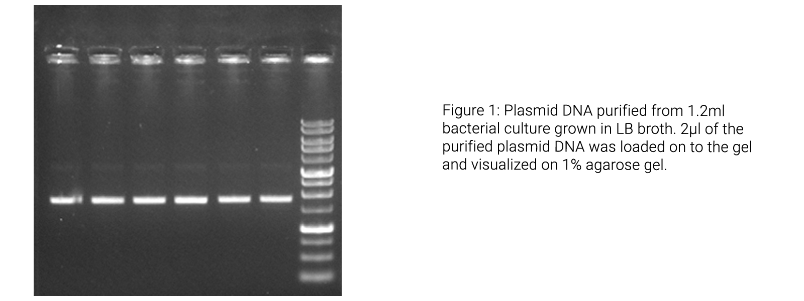 Plasmid DNA Extraction Kit