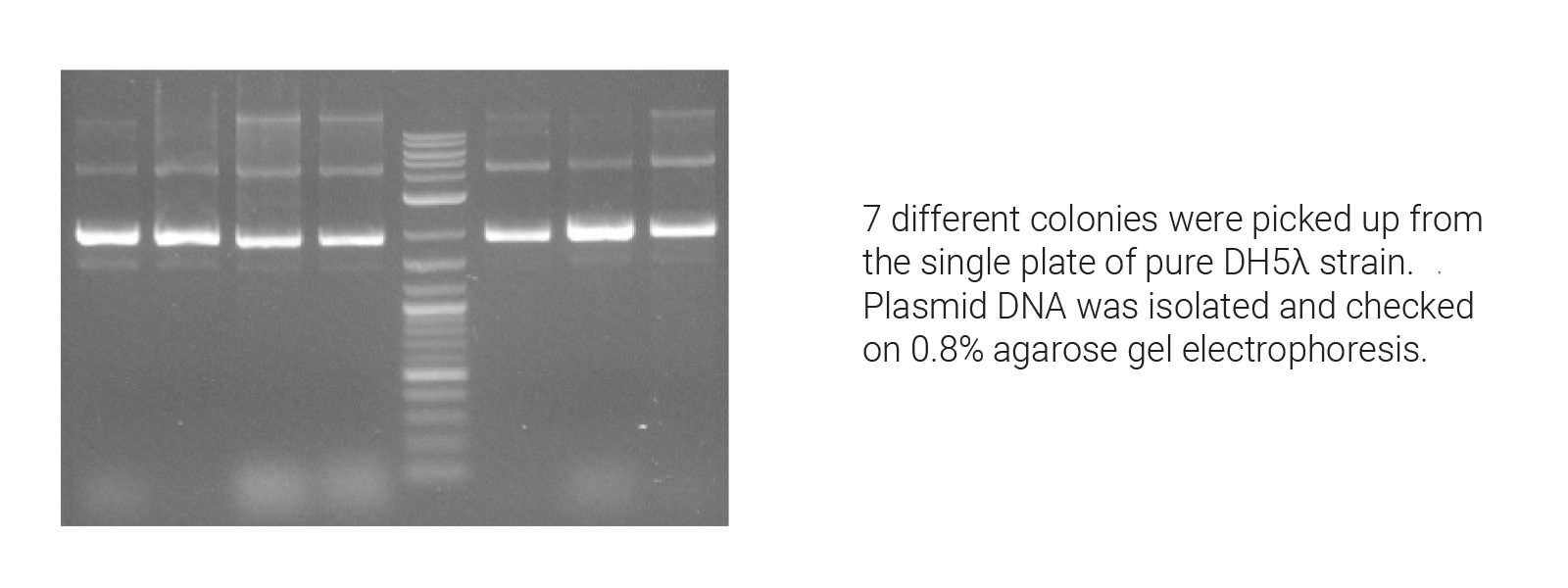 Plasmid DNA Extraction Kit