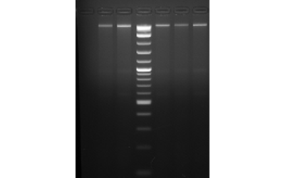 DNA Purification Kits