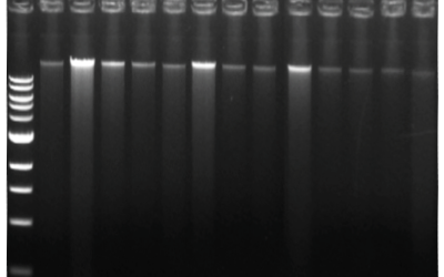 Plant DNA Extraction Kit